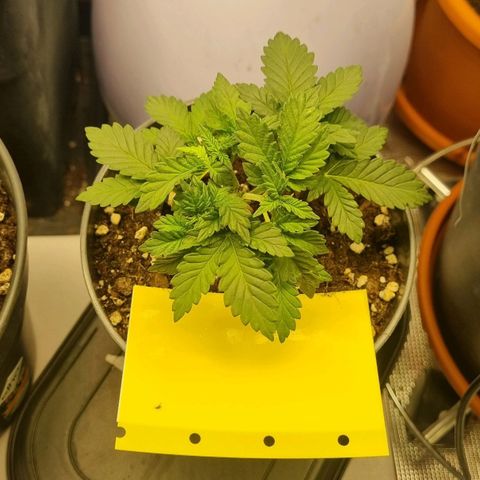 Her name's Bruciepoo growlog timeline photo