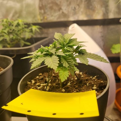 Her name's Bruciepoo growlog timeline photo