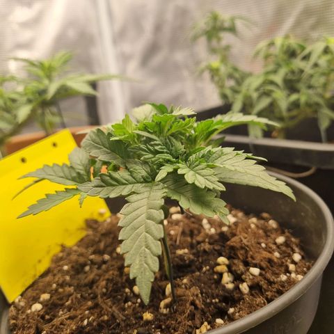 It's Brittney Biscotti Bitch growlog timeline photo