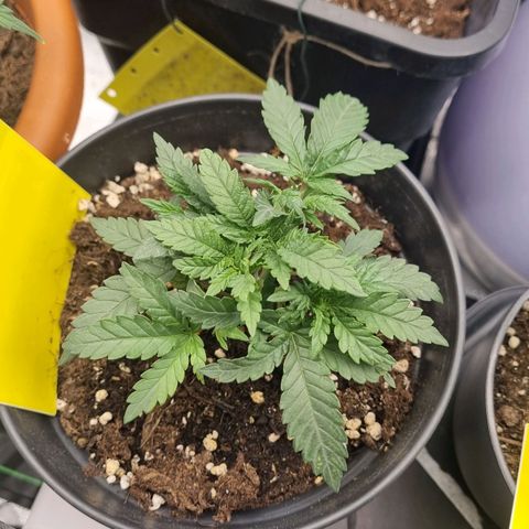 It's Brittney Biscotti Bitch growlog timeline photo