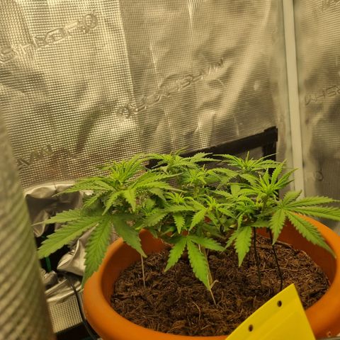 Patricia's Bitch Ass growlog timeline photo