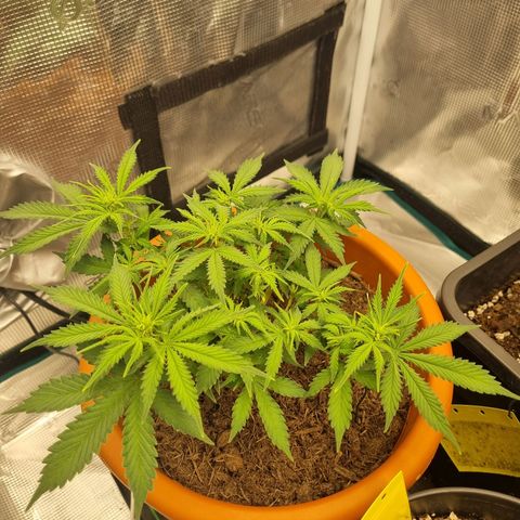 Patricia's Bitch Ass growlog timeline photo