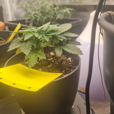 Her name's Bruciepoo growlog timeline photo