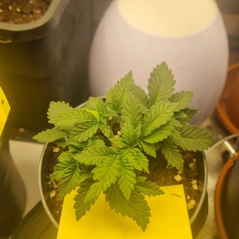 Her name's Bruciepoo growlog timeline photo