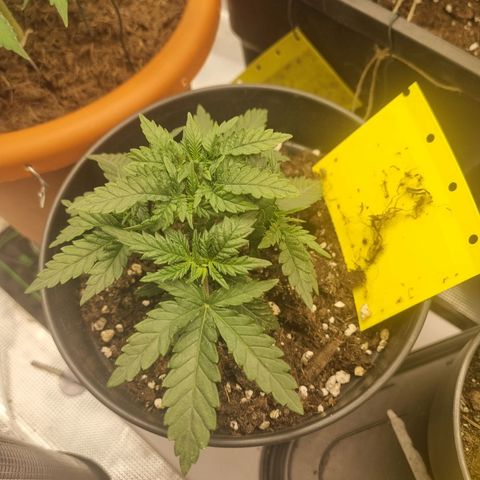 It's Brittney Biscotti Bitch growlog timeline photo