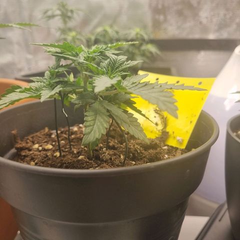 It's Brittney Biscotti Bitch growlog timeline photo