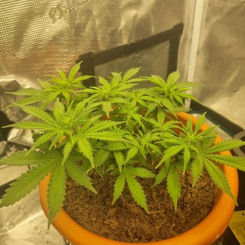 Patricia's Bitch Ass growlog timeline photo