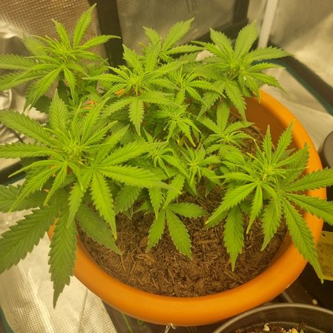 Patricia's Bitch Ass growlog timeline photo