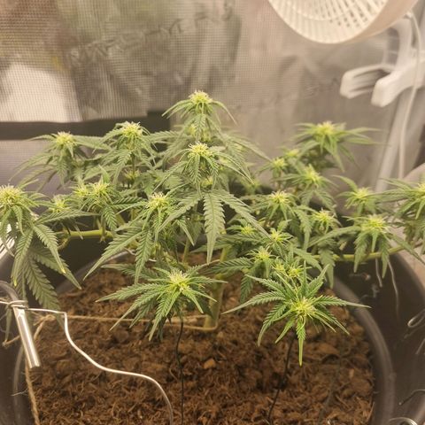 Melissa Bomb growlog timeline photo