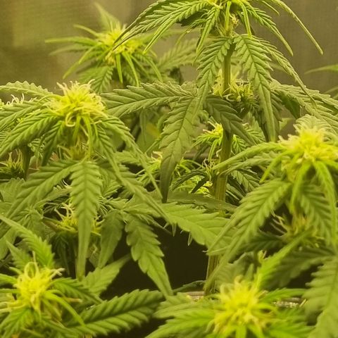 Melissa Bomb growlog timeline photo