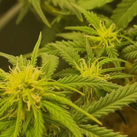 Melissa Bomb growlog timeline photo