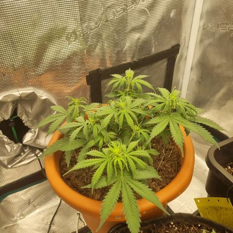 Patricia's Bitch Ass growlog timeline photo