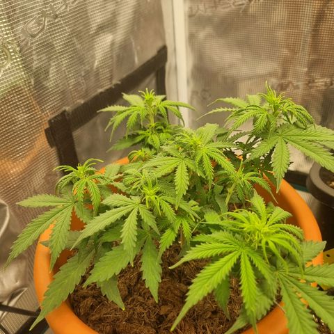 Patricia's Bitch Ass growlog timeline photo