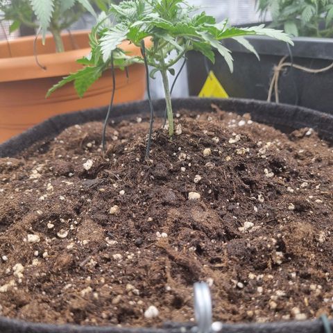It's Brittney Biscotti Bitch growlog timeline photo