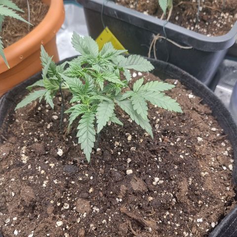 It's Brittney Biscotti Bitch growlog timeline photo