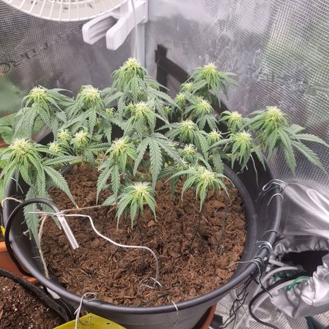 Melissa Bomb growlog timeline photo