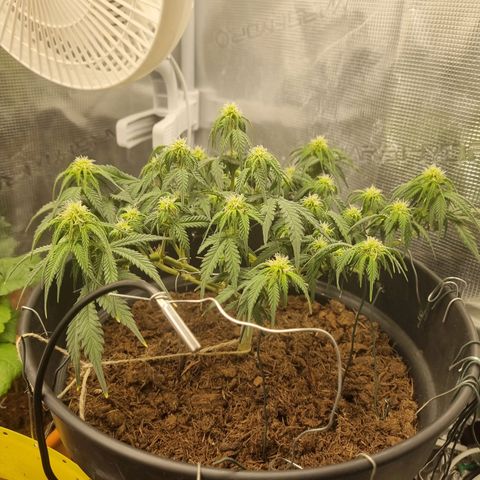 Melissa Bomb growlog timeline photo