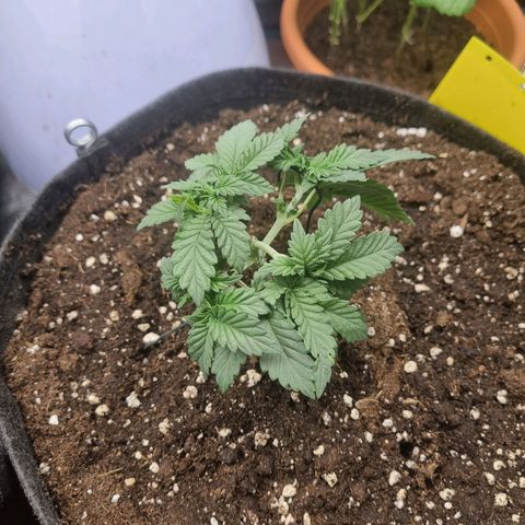 Her name's Bruciepoo growlog timeline photo
