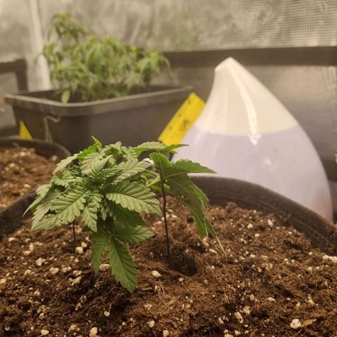 Her name's Bruciepoo growlog timeline photo