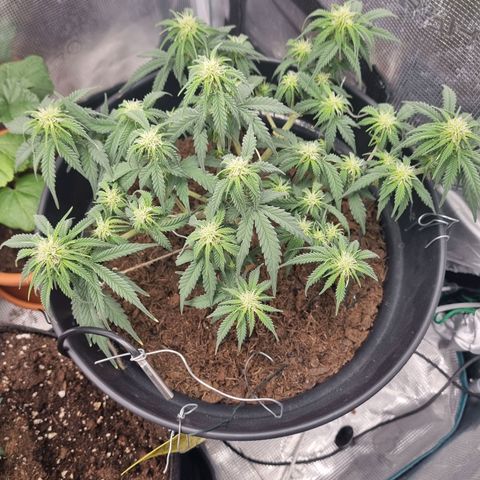 Melissa Bomb growlog timeline photo