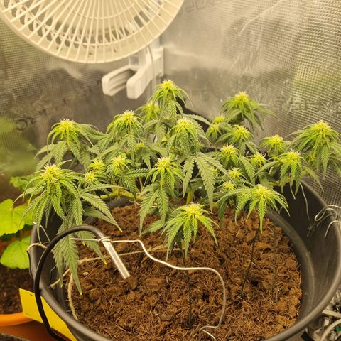 Melissa Bomb growlog timeline photo