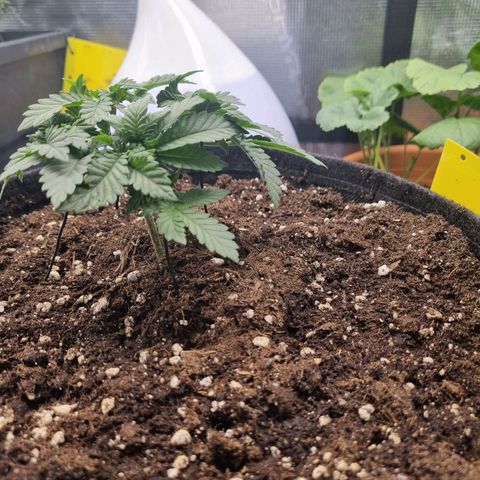 Her name's Bruciepoo growlog timeline photo