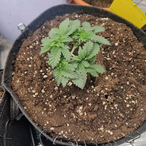 Her name's Bruciepoo growlog timeline photo