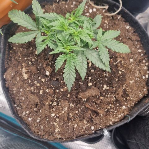 It's Brittney Biscotti Bitch growlog timeline photo