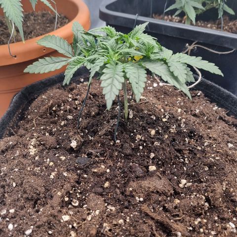 It's Brittney Biscotti Bitch growlog timeline photo