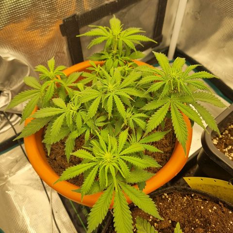 Patricia's Bitch Ass growlog timeline photo