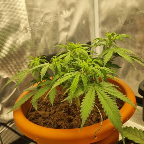 Patricia's Bitch Ass growlog timeline photo