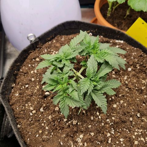 Her name's Bruciepoo growlog timeline photo