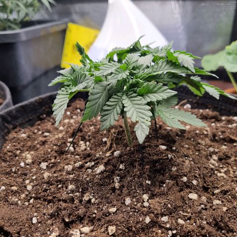 Her name's Bruciepoo growlog timeline photo