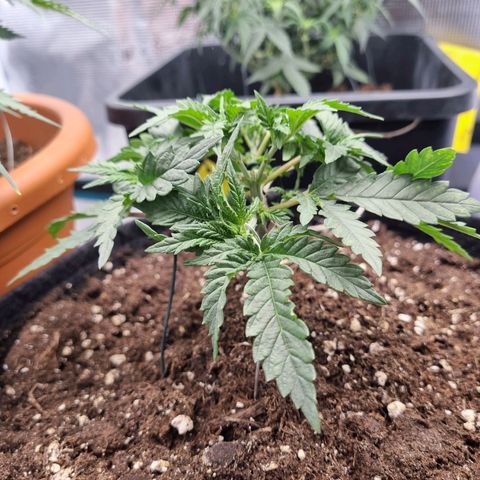 It's Brittney Biscotti Bitch growlog timeline photo