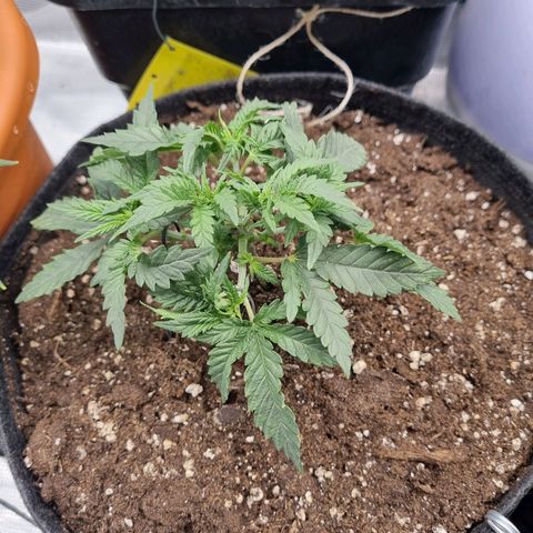 It's Brittney Biscotti Bitch growlog timeline photo