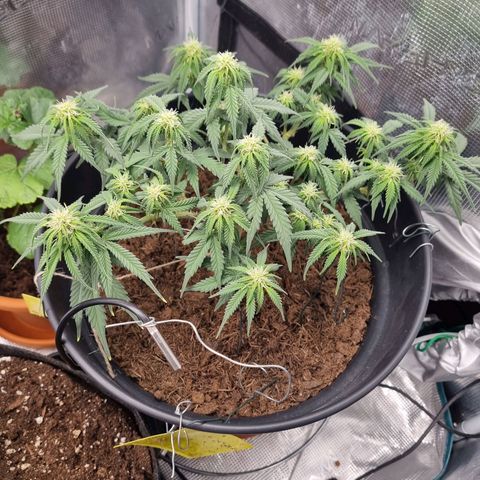 Melissa Bomb growlog timeline photo