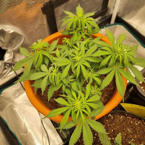 Patricia's Bitch Ass growlog timeline photo
