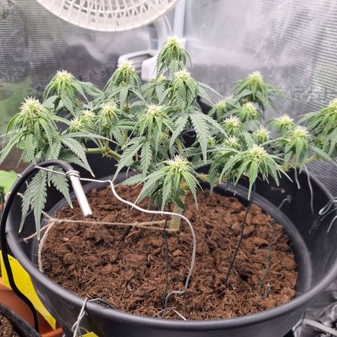 Melissa Bomb growlog timeline photo