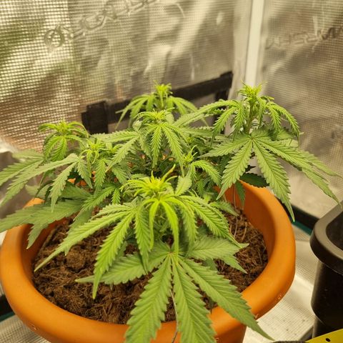 Patricia's Bitch Ass growlog timeline photo