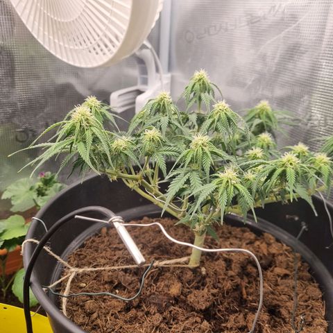 Melissa Bomb growlog timeline photo