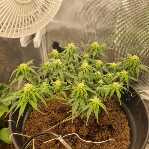 Melissa Bomb growlog timeline photo