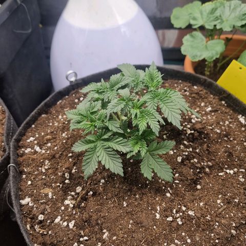 Her name's Bruciepoo growlog timeline photo