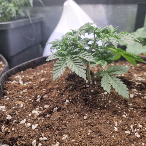 Her name's Bruciepoo growlog timeline photo