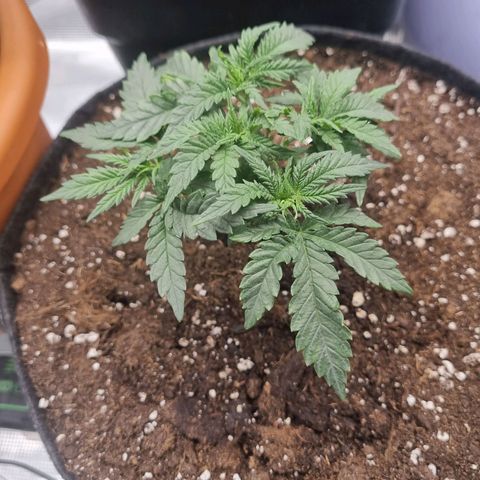 It's Brittney Biscotti Bitch growlog timeline photo