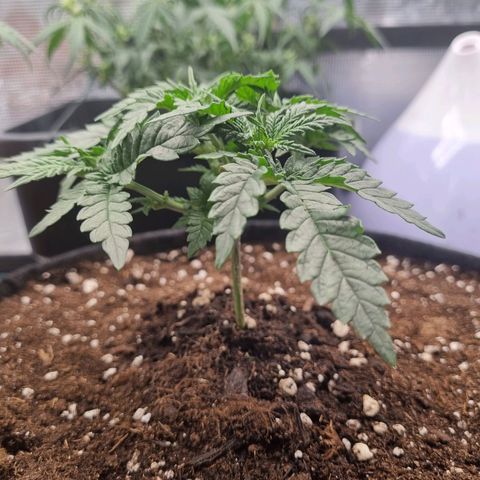 It's Brittney Biscotti Bitch growlog timeline photo