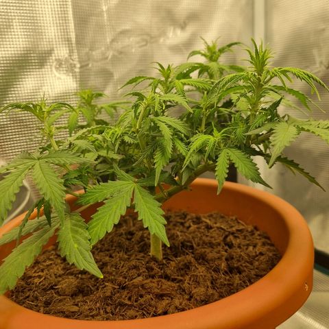 Patricia's Bitch Ass growlog timeline photo