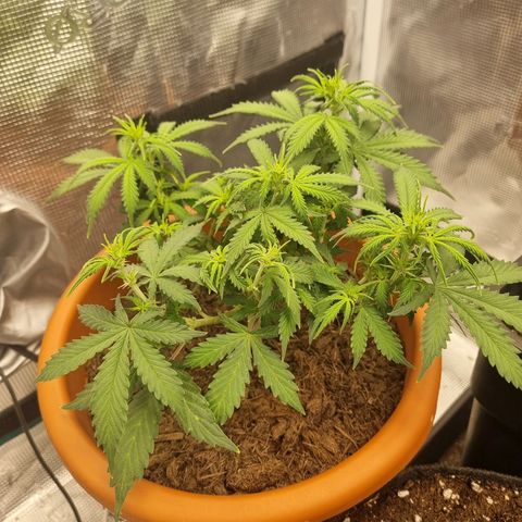Patricia's Bitch Ass growlog timeline photo