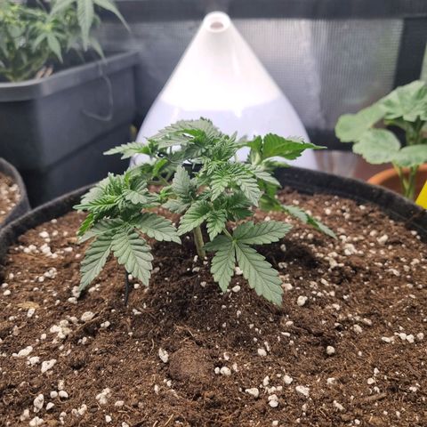 Her name's Bruciepoo growlog timeline photo