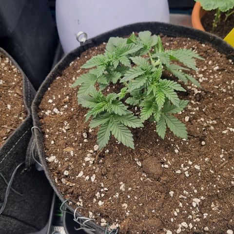 Her name's Bruciepoo growlog timeline photo