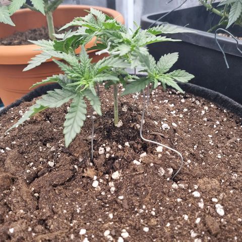 It's Brittney Biscotti Bitch growlog timeline photo